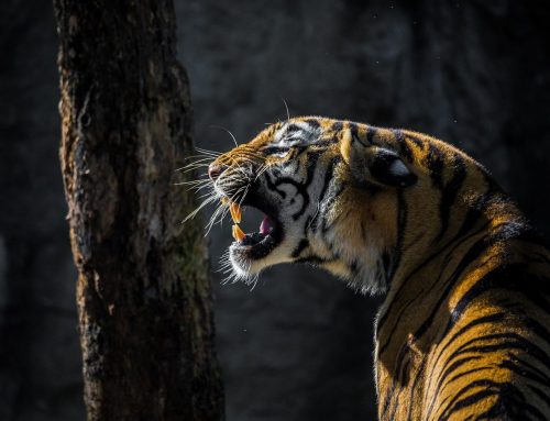 Quando la tigre si palesa