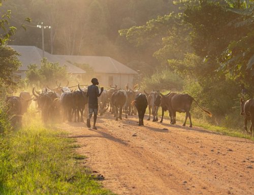 Quando il ritorno in patria diventa una scelta